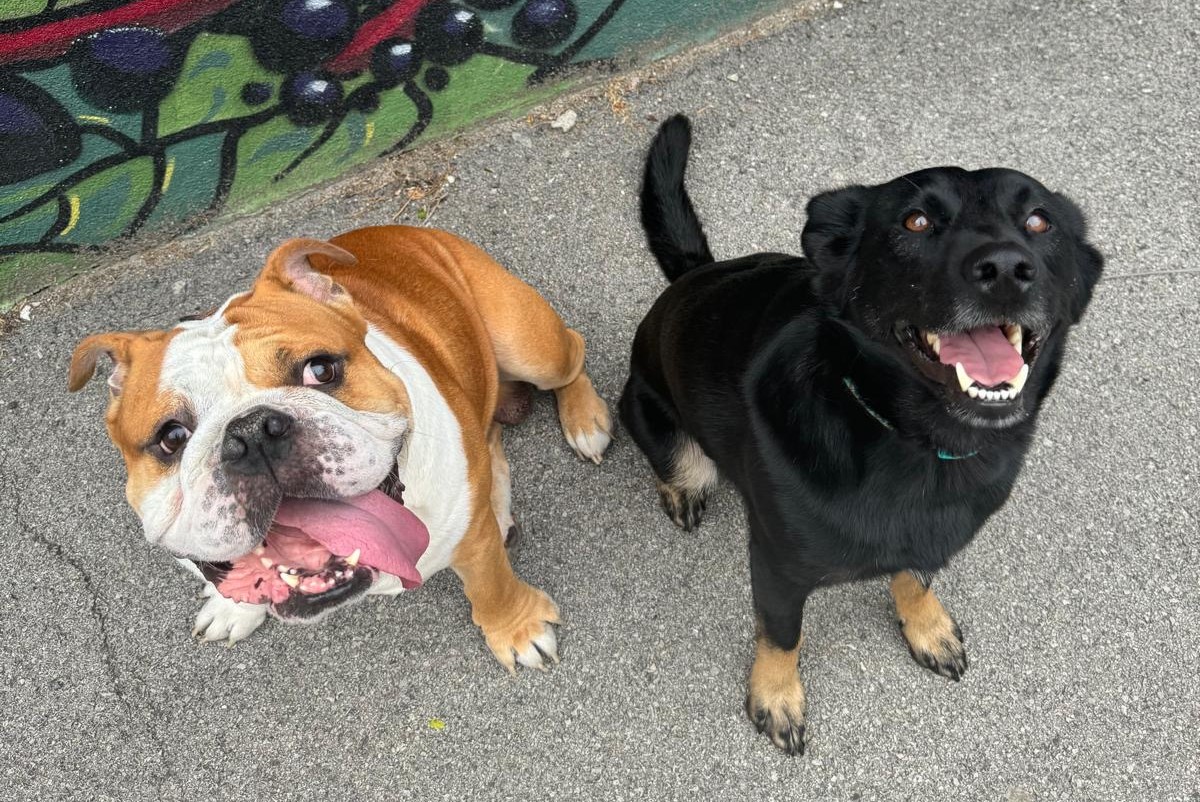 dogfriendly reštaurácia bratislava